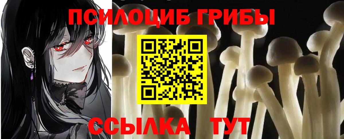 Галлюциногенные грибы Psilocybine cubensis Подольск